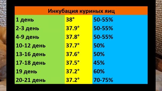 Режим инкубации куриных и индюшиных яиц. Породная птица.Incubation of chicken and turkey eggs. смотреть онлайн