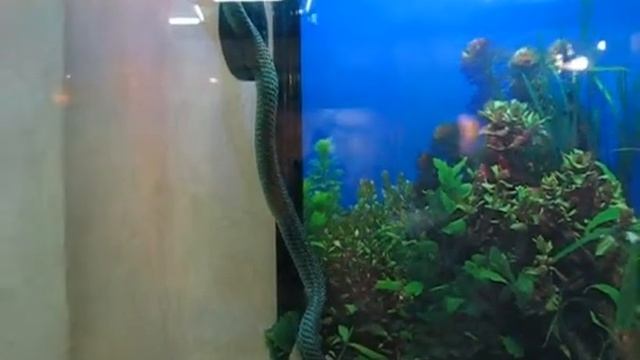 Змея Новосибирского Зоопарка. 23.08.2014 смотреть онлайн