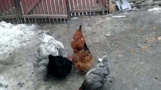 Мои кури смотреть онлайн