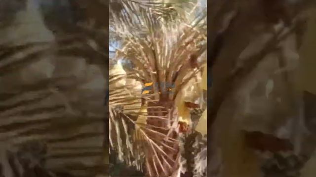 Best Deglet Nour Tunisian Dates Wholesale Supplier For Malaysia And Asia