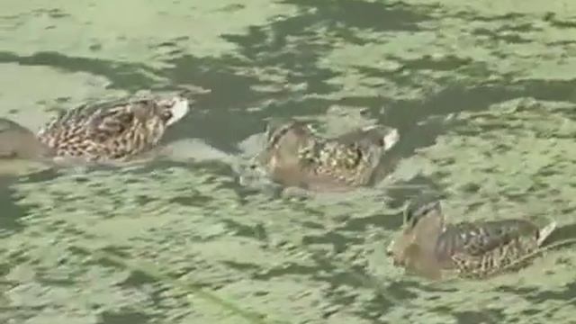 Божий Дар Лечебник смотреть онлайн