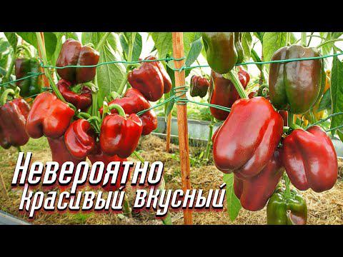 Самые неприхотливые мега урожайный сорта перца в мире! Сорта сладкого перца не требующие ухода. смотреть онлайн