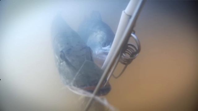 Рыбалка в Астрахани. Судак, щука. База "Верхнелебяжье fish resort". смотреть онлайн