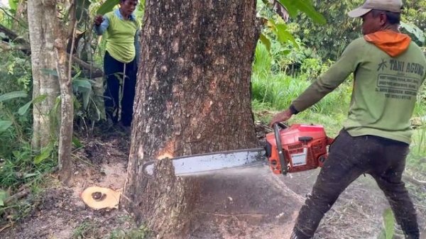 Stand firm... this old tree doesn't want to fall !!