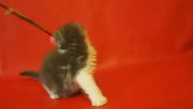 Скоттиш фолд кошечка голубая мраморная с белым смотреть онлайн