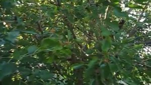 Польза листьев шелковицы. Натуральный иммуностимулятор. Средство от ревматизма и кожных болезней