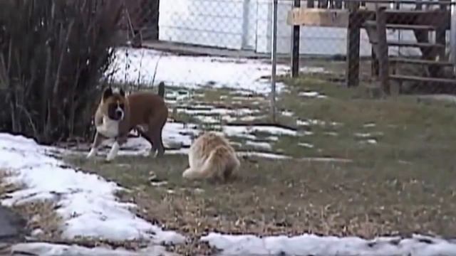 Юморные коты и смешные собаки смотреть онлайн