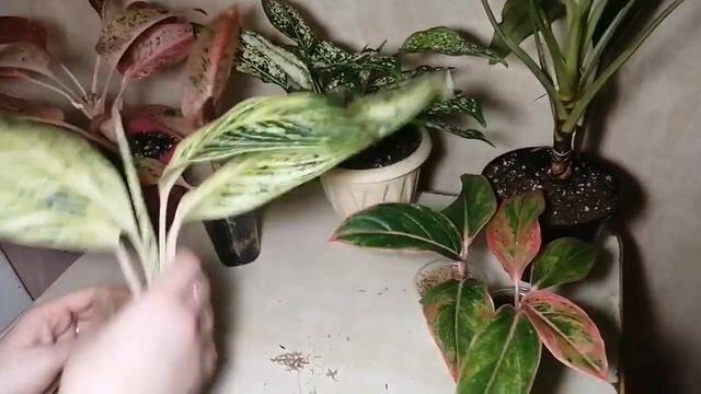 Аглаонема, простой способ укоренения смотреть онлайн