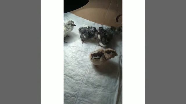 Результат вывода цыплят из яйца "Дарьин двор". смотреть онлайн