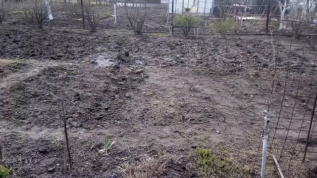 6 мая. Приобрели гусиные лапки? смотреть онлайн