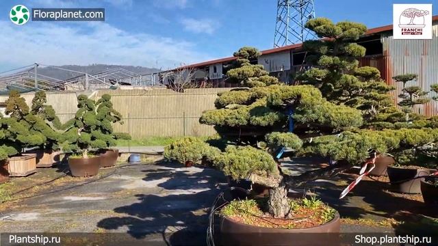 РОСКОШНЫЕ МАКРОБОНСАИ ИЗ ИТАЛИИ ОТ ПИТОМНИКА FRANCHI-BONSAI?? смотреть онлайн