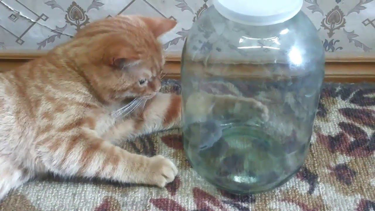 Как научить кота мышей ловить? смотреть онлайн