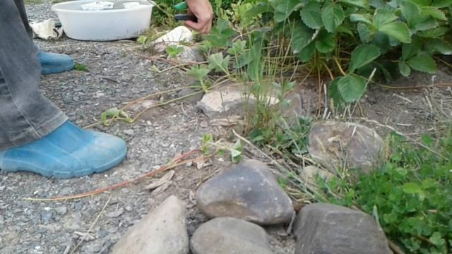 Как посадить усы клубники. Лесная земляника в огороде. смотреть онлайн