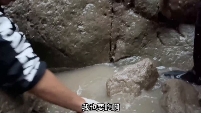 【阿向赶海】丑八怪蛤蟆鱼打窝，抓获珍贵红斑鱼，烹饪红花鳗滋补盛宴 смотреть онлайн