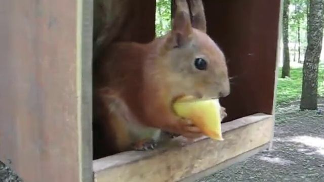 белка в белоусовском парке тулы / 2009-05-31.avi смотреть онлайн