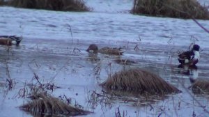 Весенняя охота с подсадной на селезня. #6 Весна 2022г