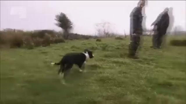 Бордер колли смотреть онлайн