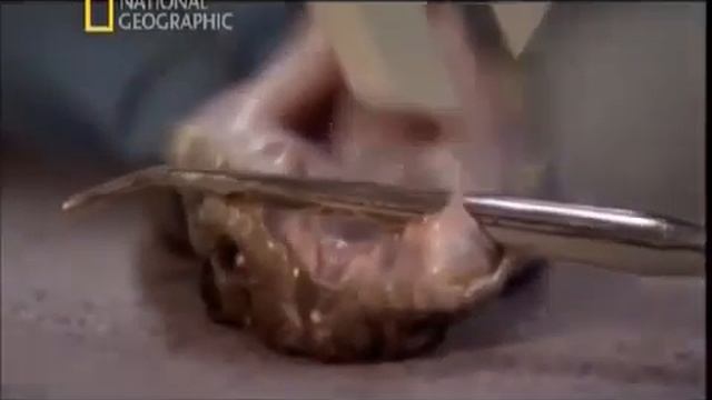 А ты бы выжил? - Укусы гремучих змей смотреть онлайн