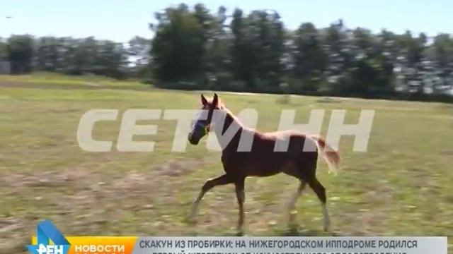 Первый в Нижнем Новгороде жеребенок из пробирки появился на свет на нижегородском ипподроме смотреть онлайн