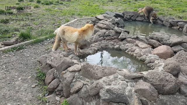 Вторая экскурсия Приморского Сафари-парка смотреть онлайн