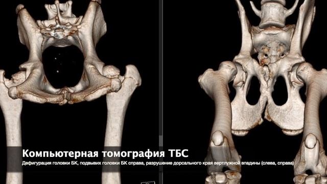 Глава 7. Опороспособность собаки с дисплазией ТБС + КТ тазовых конечностей смотреть онлайн
