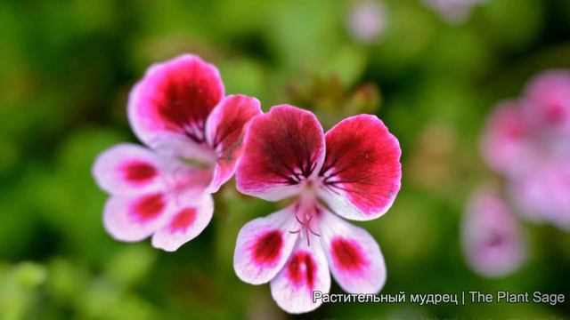 Для УВЕЛИЧЕНИЯ БУТОНОВ и корней у ГЕРАНИ Fertilizing for BETTER BUTTONS смотреть онлайн