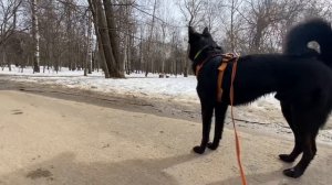 Как научить собаку спокойно реагировать на других собак?