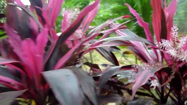 Ti Plant - Cordyline fruticosa смотреть онлайн