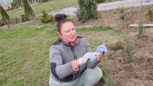 Формируем можжевельник скальный (маленький Skyrocket) | Как формировать можжевельник правильно