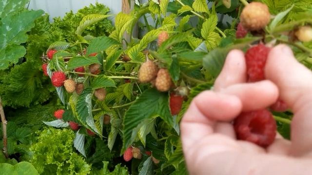 МАЛИНА В ИЮЛЕ. ФОРМИРОВАНИЕ ШТАМБОВОЙ МАЛИНЫ СОРТА ТАРУСА (малиновое дерево) смотреть онлайн