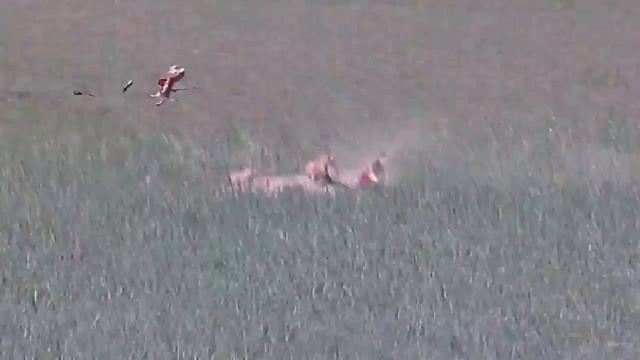 #ATNNAtion Prairie Dog Hunt with ATN X-Sight SMART Hunting Scope смотреть онлайн