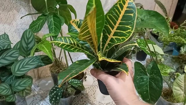 Излишки растений? 7.09.2022 смотреть онлайн