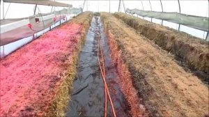 Ошибки при выращивании овощей на соломенных тюках