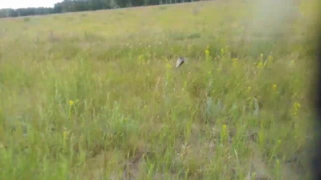 Семейство барсуков в поле смотреть онлайн