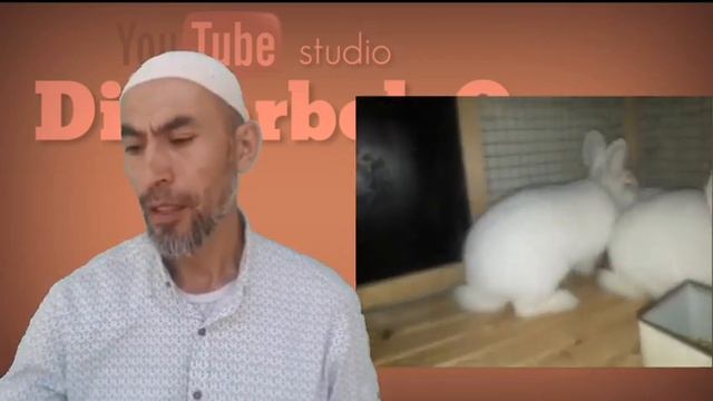 НЗБ (новозелландский белый) зоти. Қуён зотлари. Порода кроликов. Meat breeds of rabbits. смотреть онлайн