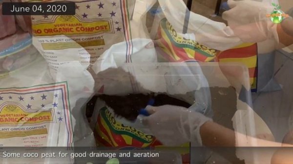 Lucky Plant Umbrella Tree : Repotting of Schefflera + Interesting Plant FACTS