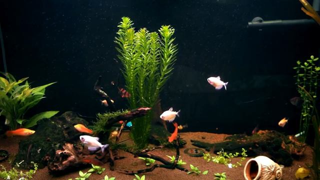 Свет в аквариуме Часть 3 смотреть онлайн