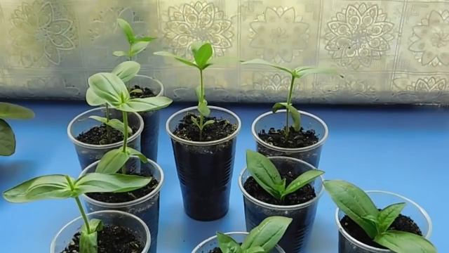 ???РАССАДА ЦИННИИ ! ПРИЩИПКА МАКУШЕК ! Укоренение макушек.