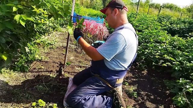 Ежевика на второй год посадки в пригороде Воронежа. Натчез, Вошито, Бжезина, Честер, Полар. смотреть онлайн