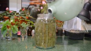 Чайный гриб из уксусной матки