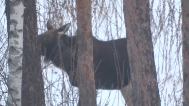 КАК ПИТАЮТСЯ ЛОСИ. HOW TO EAT MOOSE смотреть онлайн