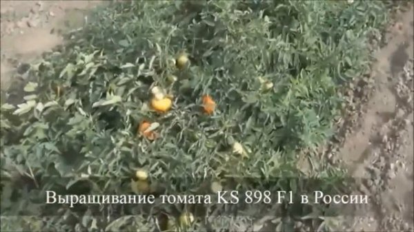 Семена Китано. Выращивание томата КАМИ F1 (KS 898 F1).