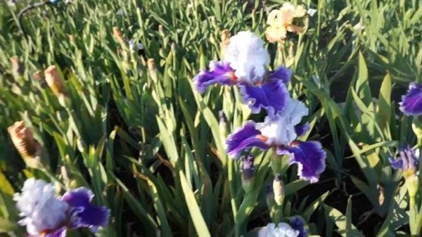 Ирис RACING HEART