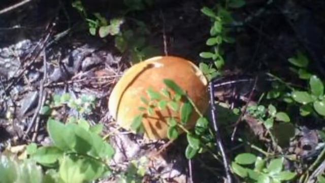 Краски Уральского лета смотреть онлайн