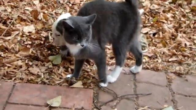 Мальчик английского бульдога тигровый, видео 1. смотреть онлайн