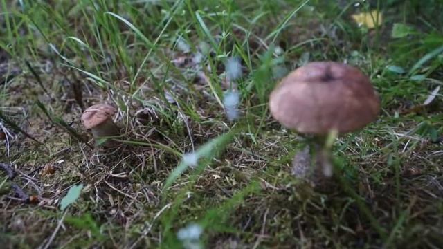 Пруд своими руками (Pond)