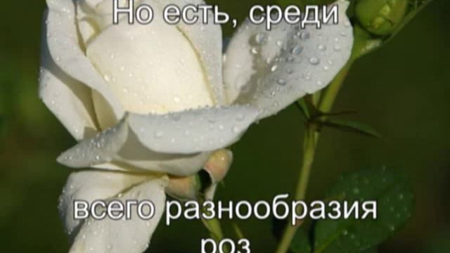Легенда о розе. смотреть онлайн