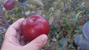 Яблоня красномясая сорт зимний Байя Мариса (apple Baya Marisa). Обзор и дегустация.