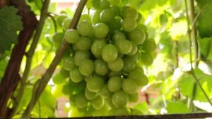 КИШМИШ ТИМПСОН! И НОЧНАЯ КРАСАВИЦА! ТЕЛ. +79054033245, WhatsApp и Viber +79528500417.