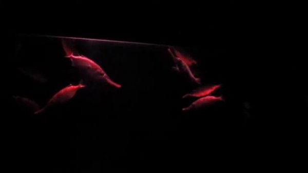 Tokyo SkyTree аквариум официальный магазин компании Джибури